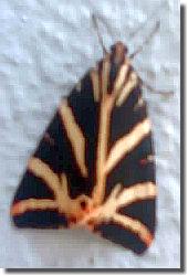 Germany's butterfly of the year 2025