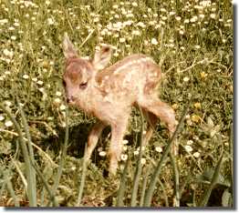 Fawn