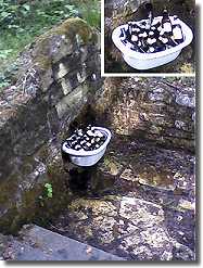 Bear bottles in the woods - spring water cooled