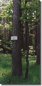 Forest claim Nice Beech