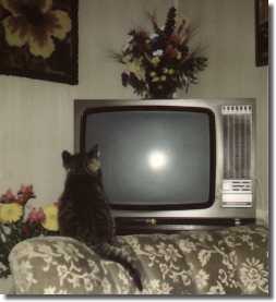 Stubentiger