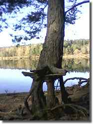 Pine tree on stilt root