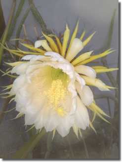 Klein mit gtort Blüte